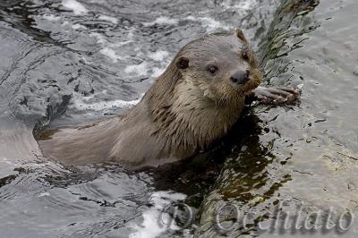 Common Otter (Lutra lutra)
