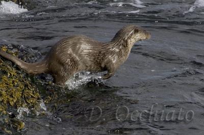 Common Otter (Lutra lutra)