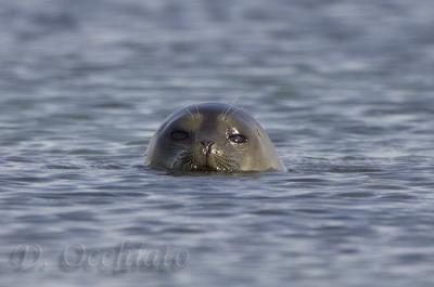 Ringed Seal