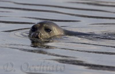 Ringed Seal