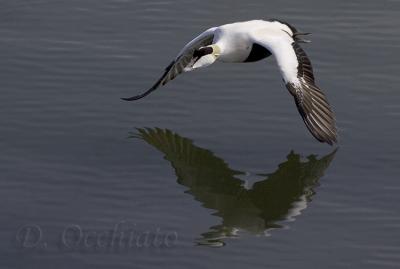 Common Eider (Somateria mollissima)