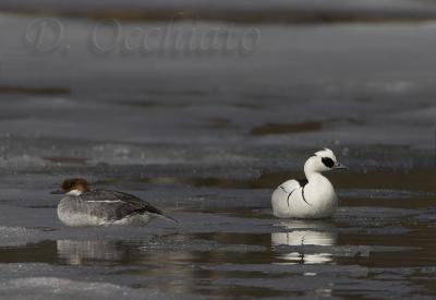 Smew (Mergus albellus)