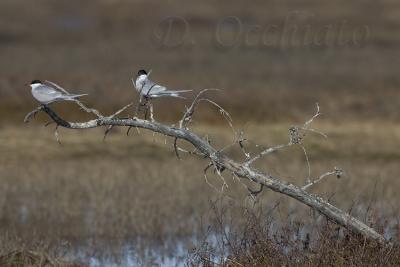 Common Tern (Sterna hirundo)