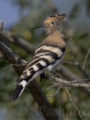 Hoopoe - 500 f/4 + 1,4X