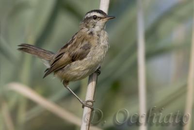 Moustached Warbler (Acrocephalus melanopogon)