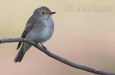 Spotted Flycatcher - 500 f/4 + 1,4X