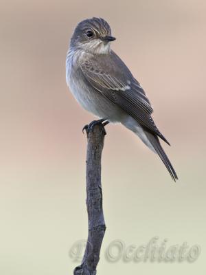 Spotted Flycatcher - 500 f/4 + 2X