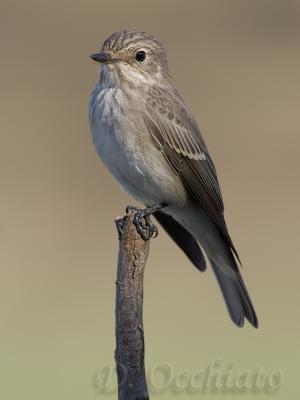 Spotted Flycatcher - 500 f/4 + 2X