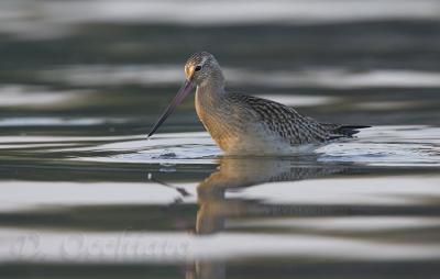 Bar-tailed Godwit - 500 f/4 + 1,4X