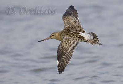 Bar-tailed Godwit - 500 f/4