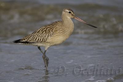 Bar-tailed Godwit - 500 f/4 + 1,4X