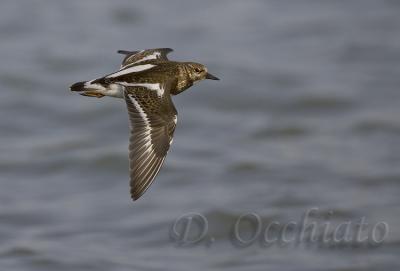 Ruddy Turnstone (Arenaria interpres)