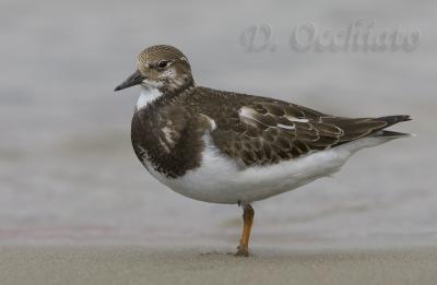 Ruddy Turnstone (Arenaria interpres)