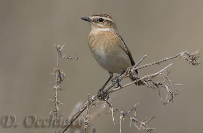 Whinchat (Saxicola rubetra)