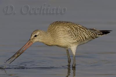 Bar-tailed Godwit - 500 f/4