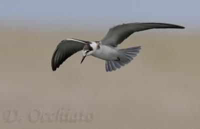 Black Tern - 500 f/4 + 1,4X