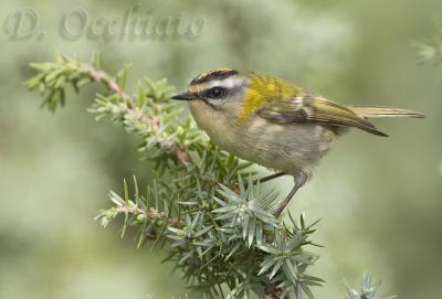 Firecrest (Regulus ignicapillus)