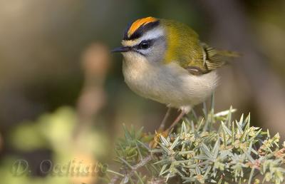 Firecrest (Regulus ignicapillus)