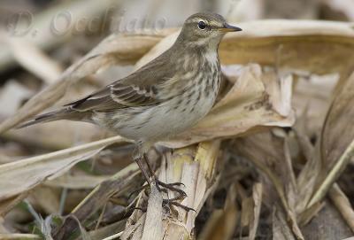 Water Pipit (Anthus spinoletta)