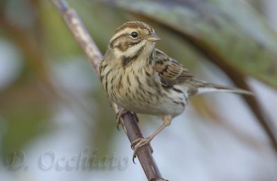 Reed Bunting (Emberiza shoeniclus)