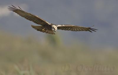 Marsh Harrier (Circus aeruginosus)