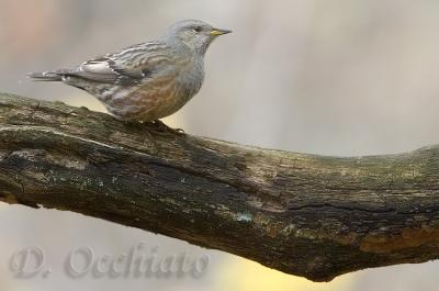 Alpine Accentor (Prunella collaris)