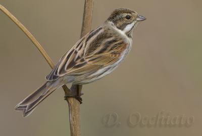 Reed Bunting (Emberiza shoeniclus)