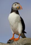 Puffin (Fratercula artica)