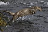 Common Otter (Lutra lutra)