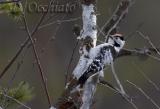 Lesser Spotted Woodpecker (Picchio rosso minore)
