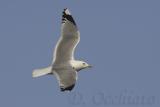 Common Gull (Larus canus)