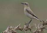 Northern Wheatear (Oenanthe oenanthe)