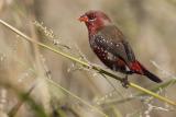 Red Avadavat (Amandava amandava)