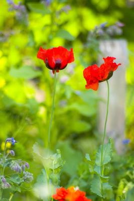 Twin Reds