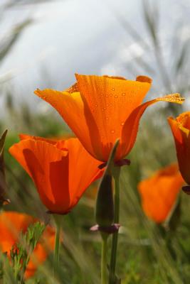 California Poppy