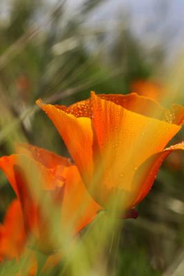 California Poppy