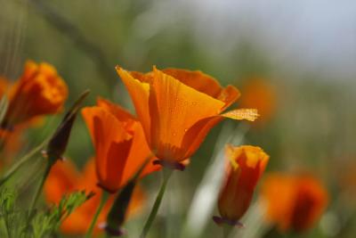 California Poppy