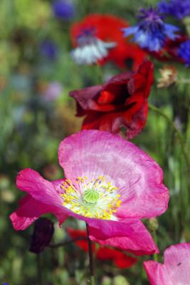 Pink Poppy