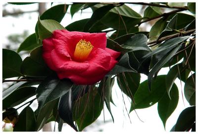 Grandma's Camelia