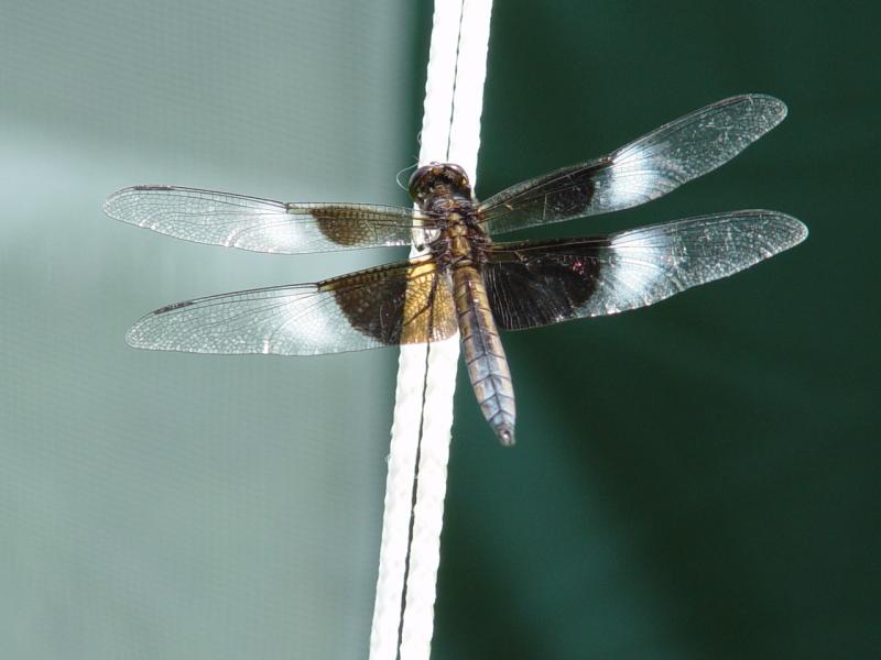 Walking A Tightrope