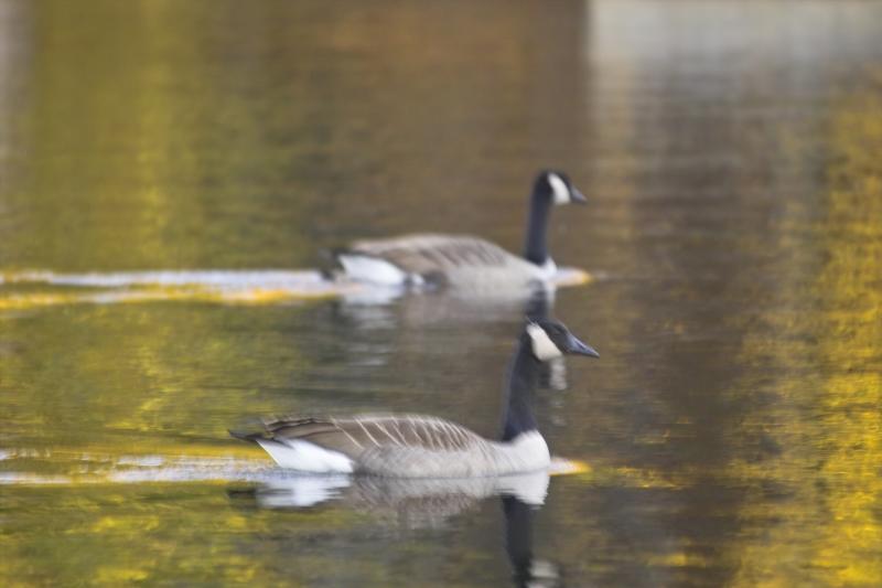 Two Geese