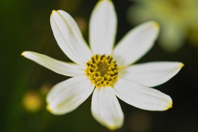 Flower #1