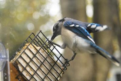 blue jay 1.jpg