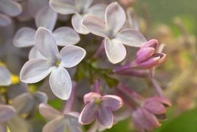 Copy of LILAC.jpg