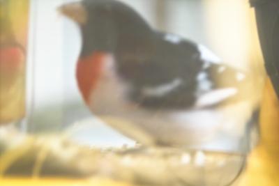 rose-breasted grosbeak 3.jpg