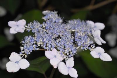 IMG05496.jpg