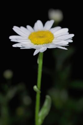 IMG05529.jpg