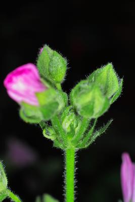 IMG05519.jpg