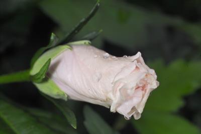 IMG06025.jpg