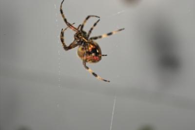 IMG06691.jpg